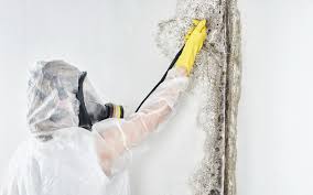 Environmental Consulting for Mold Prevention in Hillside, IL